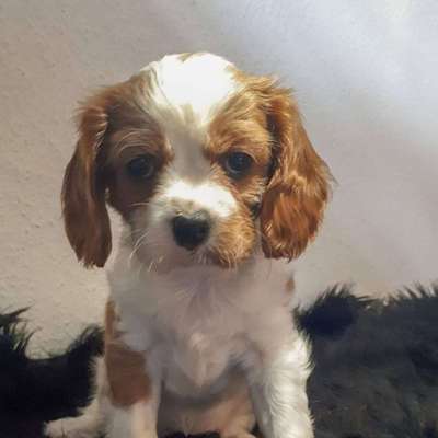 Welpen Bilder !-Beitrag-Bild