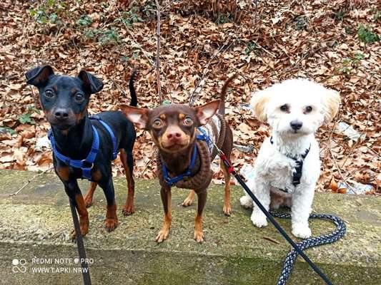 Hundetreffen-Hundetagesbetreuung-Bild