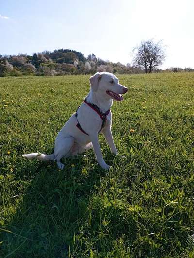 Auslandstierschutz-Beitrag-Bild