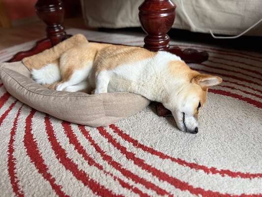 Shiba - Eltern-Beitrag-Bild