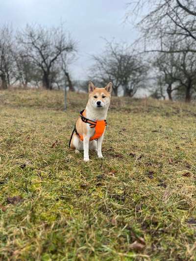 Shiba - Eltern-Beitrag-Bild