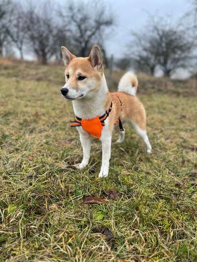 Shiba - Eltern-Beitrag-Bild