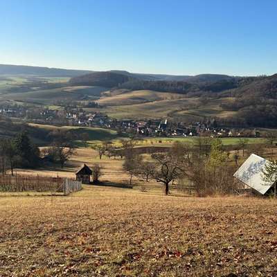 aktuelles Foto Gruppe Biete/suche Hundebetreuung