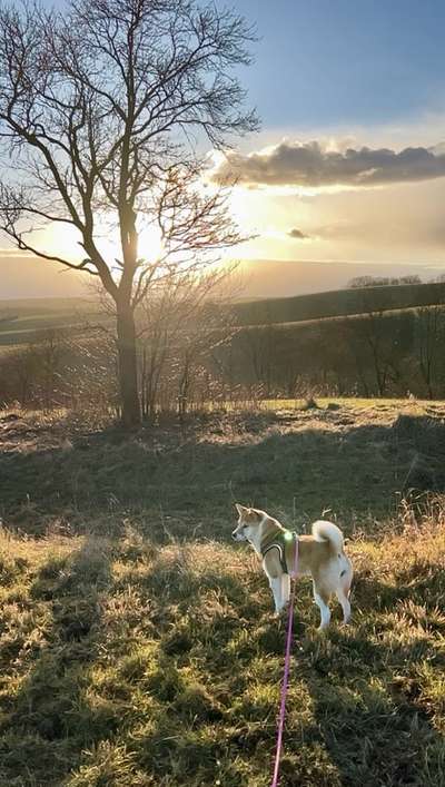 Hundetreffen-Spielen Toben Spaß haben. Mit Mika und Heiko-Bild