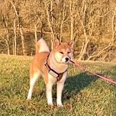 ShibaMika's Profilbild