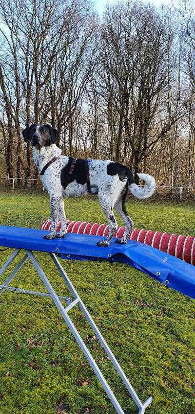 Tierschutzhund ist meine Lieblingsrasse-Beitrag-Bild