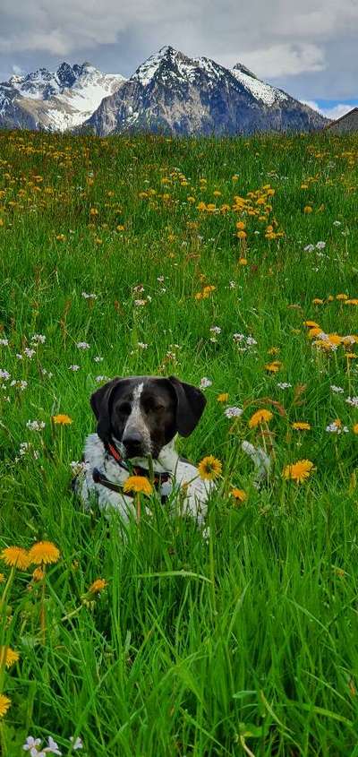 Die Dogorama Monats Challenge "Es grünt und blüht"-Beitrag-Bild