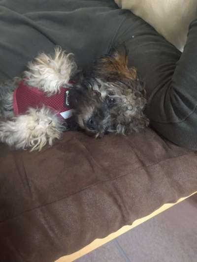 Nicht ganz alltägliche Hundenamen.
Wie kreativ wart ihr?-Beitrag-Bild