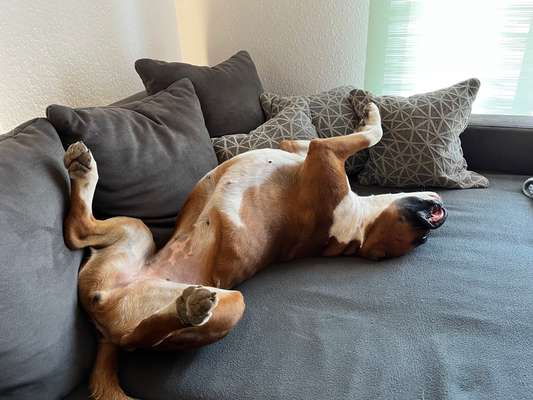 Dogorama Photo Challenge - Frühjahrsmüdigkeit-Beitrag-Bild