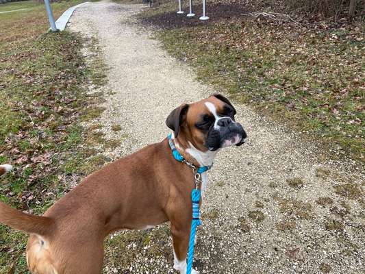 Dogorama Photo Challenge - an der Leine-Beitrag-Bild