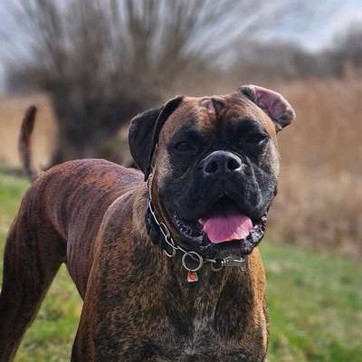 Hundetreffen-Gassipartner-Bild