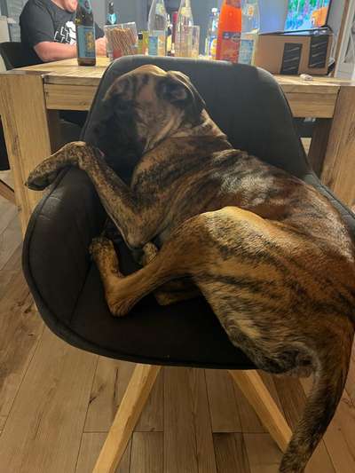 Dogorama Photo Challenge - Frühjahrsmüdigkeit-Beitrag-Bild