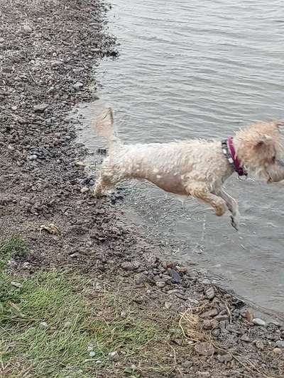 Dogorama-Monats-Challenge-Mai "Wasser"-Beitrag-Bild