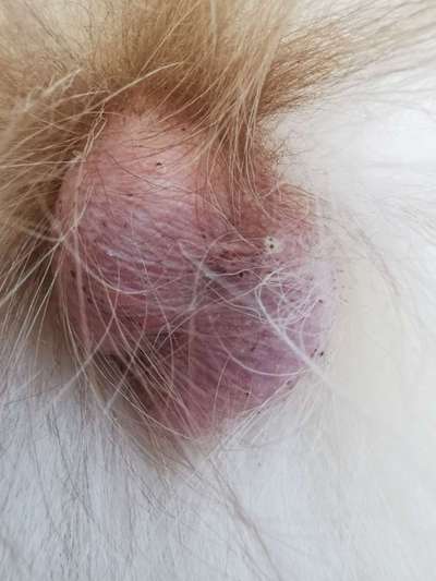 Schwarze kleine Punkte am Hoden-Beitrag-Bild