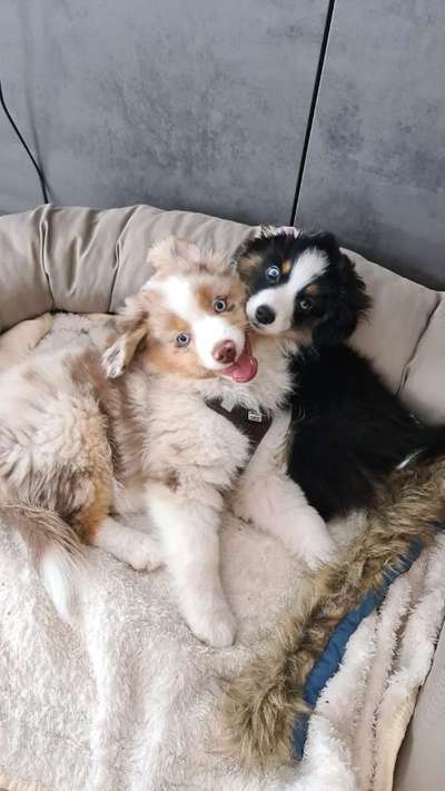 Welpen Bilder !-Beitrag-Bild