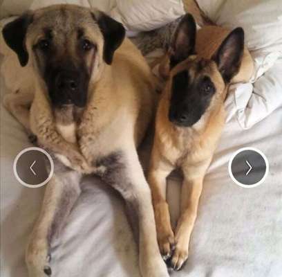 Ist mein Junghund schon GROß?-Beitrag-Bild