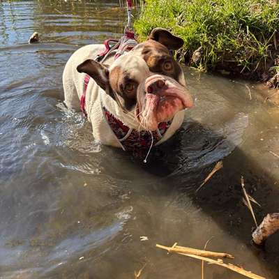 Hundetreffen-Gassirunde-Bild