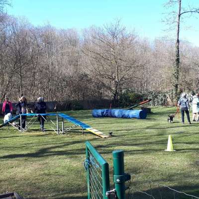 Hundetreffen-Suchen Trainer/in!-Bild