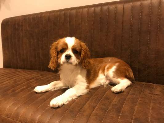 Cavalier King Charles Spaniel?-Beitrag-Bild