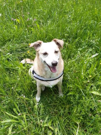 Die Dogorama Kalender Challenge 4/4-Beitrag-Bild