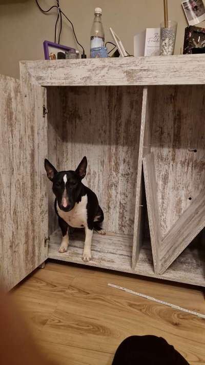 Miniatur Bullterrier-Beitrag-Bild