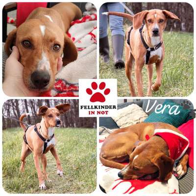 Tierschutzhunde suchen ein Zuhause-Beitrag-Bild