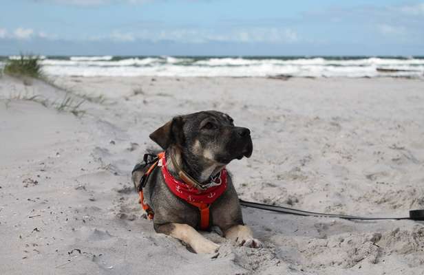 Dogorama Photo Challenge - Gassipause-Beitrag-Bild