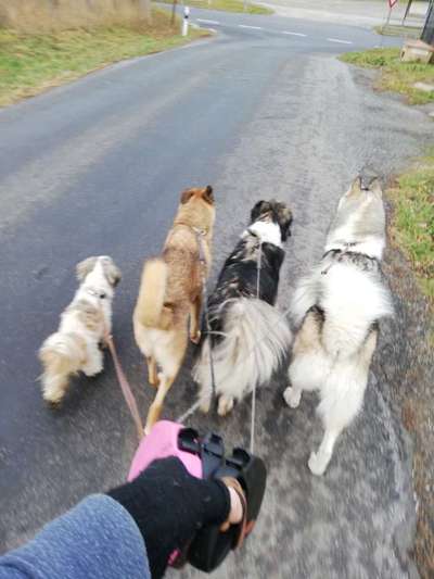 Katzenjäger-Beitrag-Bild