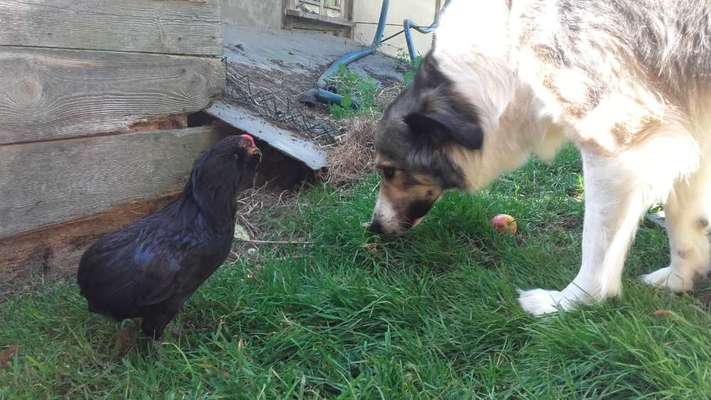 Katzenjäger-Beitrag-Bild