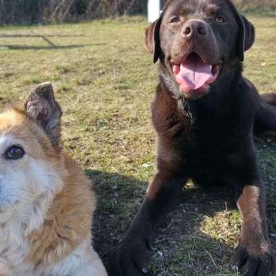 Hundetreffen-Hundespielplatz Erfurt-Bild