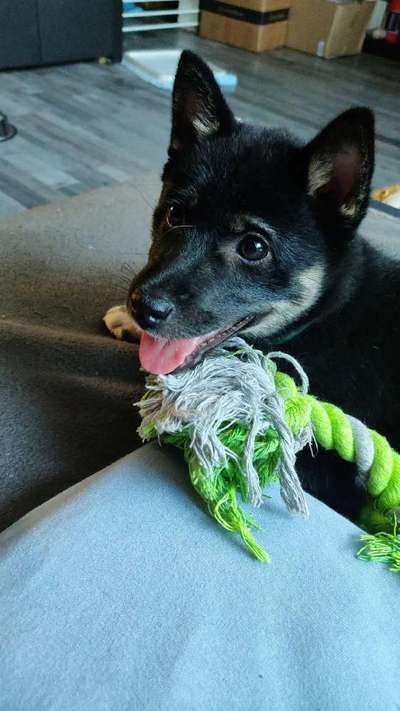 Hundetreffen-4 Monate alte Shiba Welpin sucht Spielfreunde-Bild