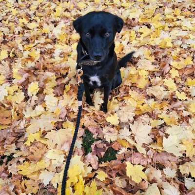 Hundetreffen-Gemeinsames Gassigehen reduziert die Gefahr, mit sich selbst zu reden....-Bild