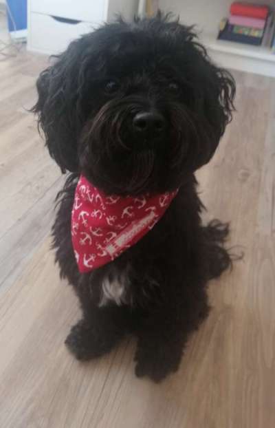 Nähen für Hunde-Beitrag-Bild