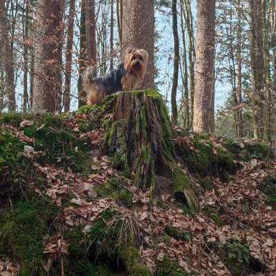 Hundetreffen-Gassi-Runde-Bild