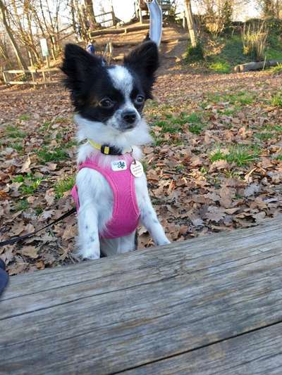 Wo sind die Chihuahua Besitzer ?-Beitrag-Bild