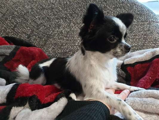 Wo sind die Chihuahua Besitzer ?-Beitrag-Bild