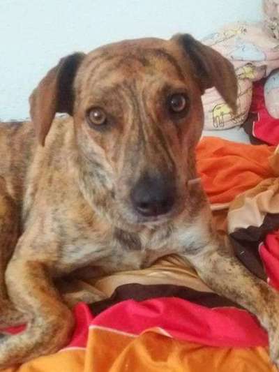 Mischlinge - die beste Rasse die es gibt-Beitrag-Bild