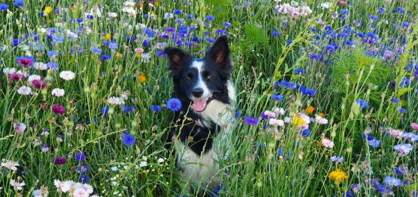 Fotochallenge No. 26                                     Wald und Wiese-Beitrag-Bild