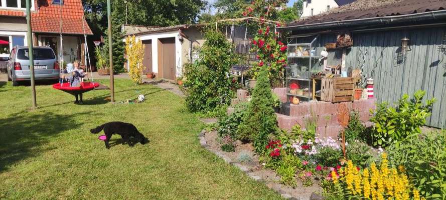 Hundetreffen-Jungpudel Charly Gassirunde Hude-Bild