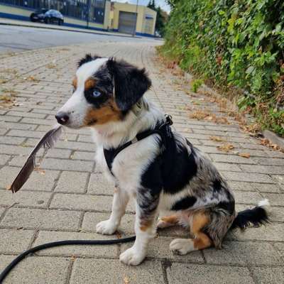 Hundetreffen-Gassirunde