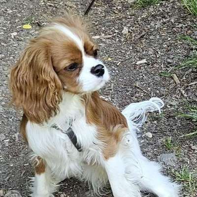 Hundetreffen-Spiel und gassi treffen-Bild