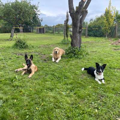 Hundetreffen-Zusammen laufen gehen, Training usw