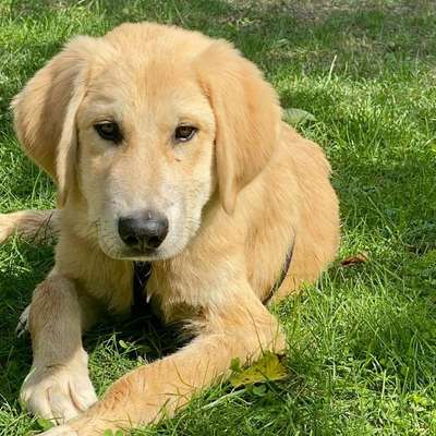 Hundetreffen-Gassirunde-Profilbild