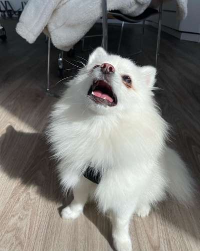 Lustige Grimassen & verrückte Posen-Beitrag-Bild