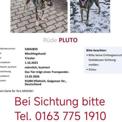 Suchmeldung-Pluto-Bild