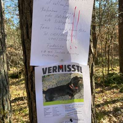 Suchmeldung-Franz-Bild