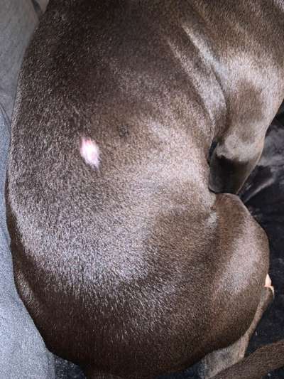 Plötzliche kahle Stelle-Beitrag-Bild