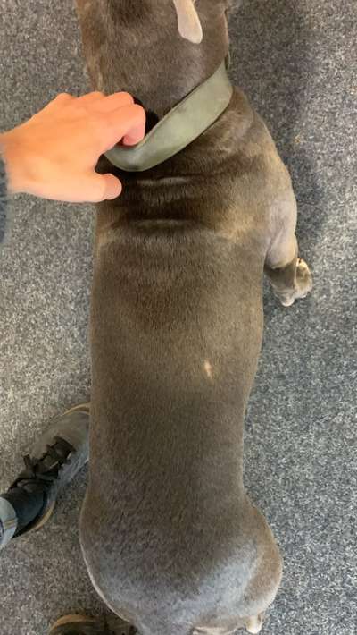 Plötzliche kahle Stelle-Beitrag-Bild