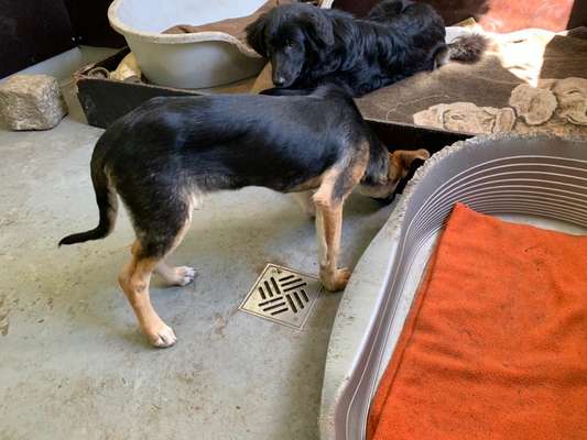 Der Gewichts-Thread-Beitrag-Bild