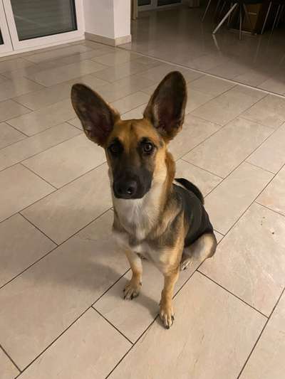 Mischlingshunde Foto Aufruf-Beitrag-Bild